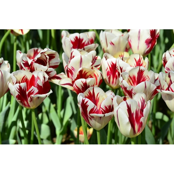 Sweet Sorbet Tulip Bulbs - 16 Count - Walmart.com