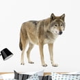 thumbnail image 1 of Young Wolf Staring Its Wall Decal by Wallmonkeys Peel and Stick Graphic (36 in H x 31 in W) WM13642, 1 of 4