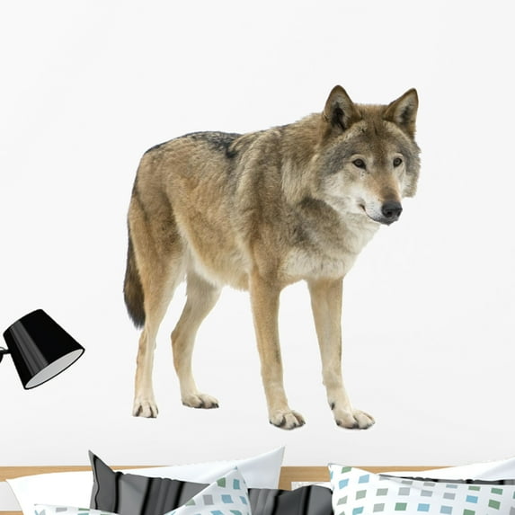 Young Wolf Staring Its Wall Decal by Wallmonkeys Peel and Stick Graphic (36 in H x 31 in W) WM13642
