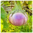 thumbnail image 4 of Everwilde Farms - 50 Organic Rosa Bianica Eggplant Seeds - Gold Vault Jumbo Bulk Seed Packet, 4 of 5