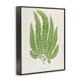 thumbnail image 3 of Stupell Industries Cottage Ferns Study Floral Painting Black Framed Art Print Wall Art, 24 x 30, 3 of 8