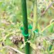 thumbnail image 5 of 100 Pieces Plant Support Clips, Plastic Tie Clips Plant Clips, Climbing Plant Fixing Clips, Garden Clips, for Fruit, Vegetable, Tomatoes, 5 of 5