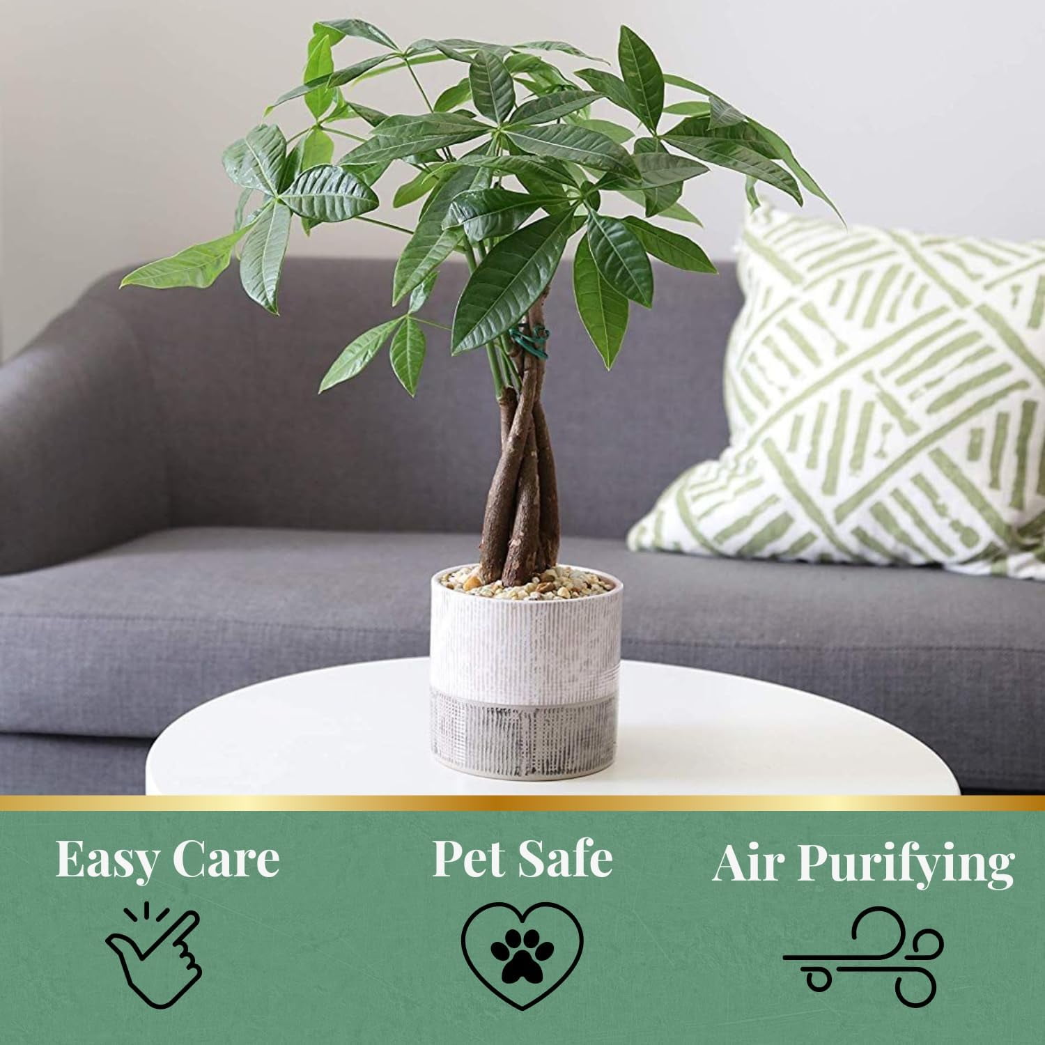 American Plant Exchange Money Tree - Thumbnail 4