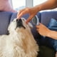 thumbnail image 4 of Cepillo para perros y gatos, herramienta para el aseo y la muda del pelo, para pelo largo y corto, peine para eliminar el pelo suelto, 4 of 5
