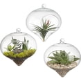 thumbnail image 1 of Maceta de vidrio carnosa, planta carnosa, botella de vidrio, jarrón carnoso transparente, botella colgante creativa, botella colgante, botella de micro paisaje, 1 of 6
