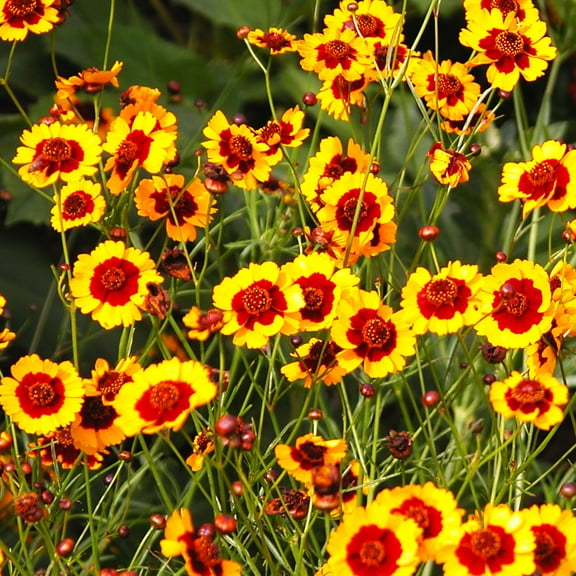TomorrowSeeds - Plains Coreopsis Seeds - 10,000 Count - For 2026 Planting Calliopsis Tinctoria