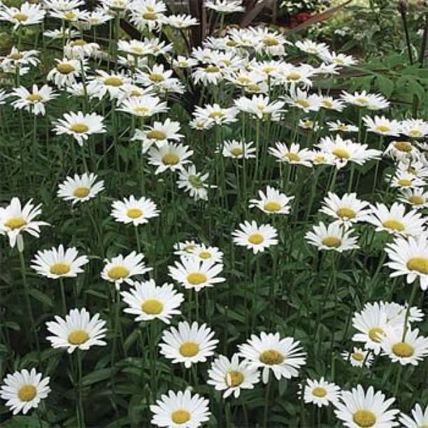 Outsidepride Chrysanthemum Shasta Daisy Seed 1/4 LB