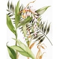 thumbnail image 2 of McKenna, Kathleen Parr 20x24 Gold Ornate Wood Framed with Double Matting Museum Art Print Titled - Botanical Shell Ginger Crop, 2 of 4