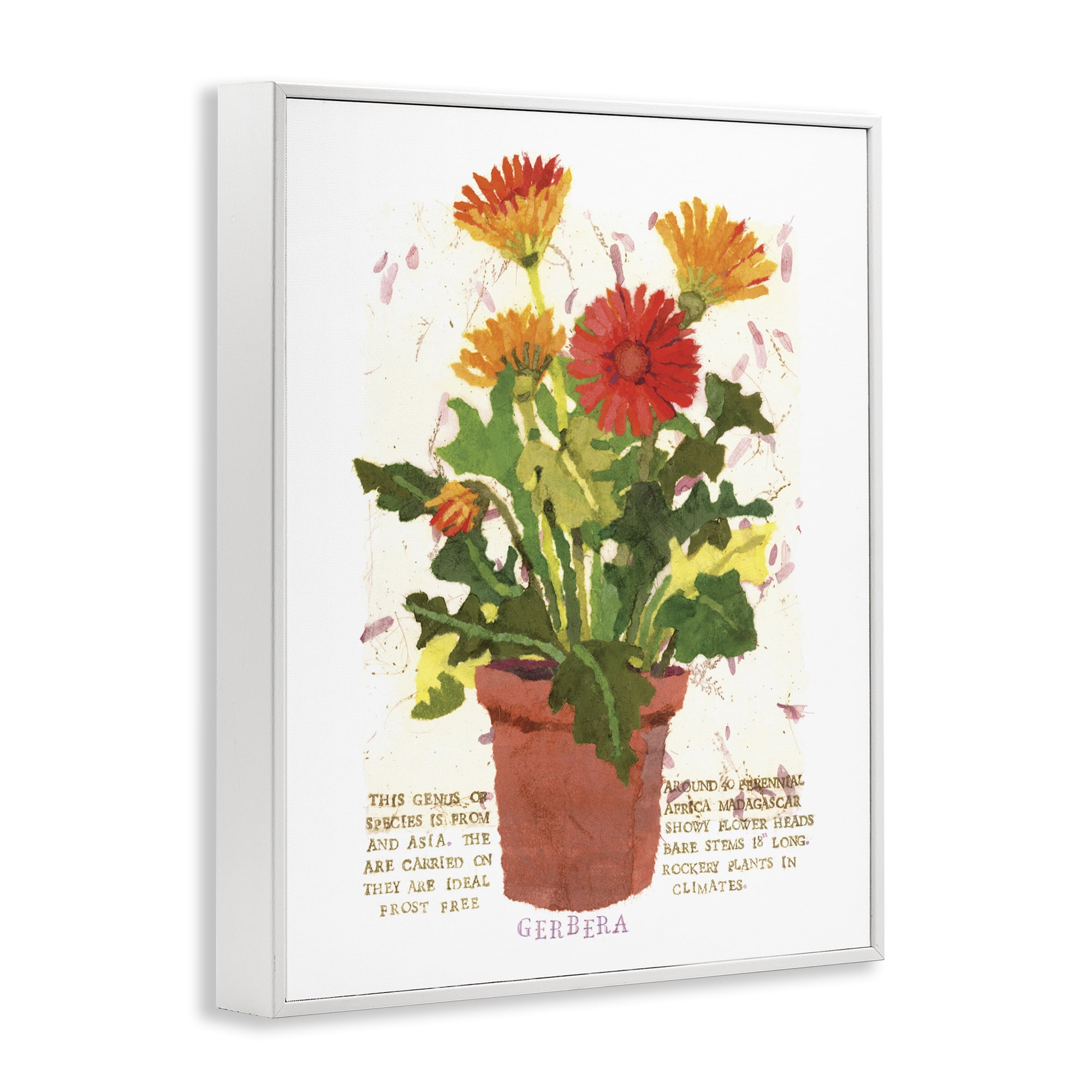 Stupell Industries Potted Gerbera Daisies Botanical & Floral Painting White Framed Art Print Wall Art, 11 x 14