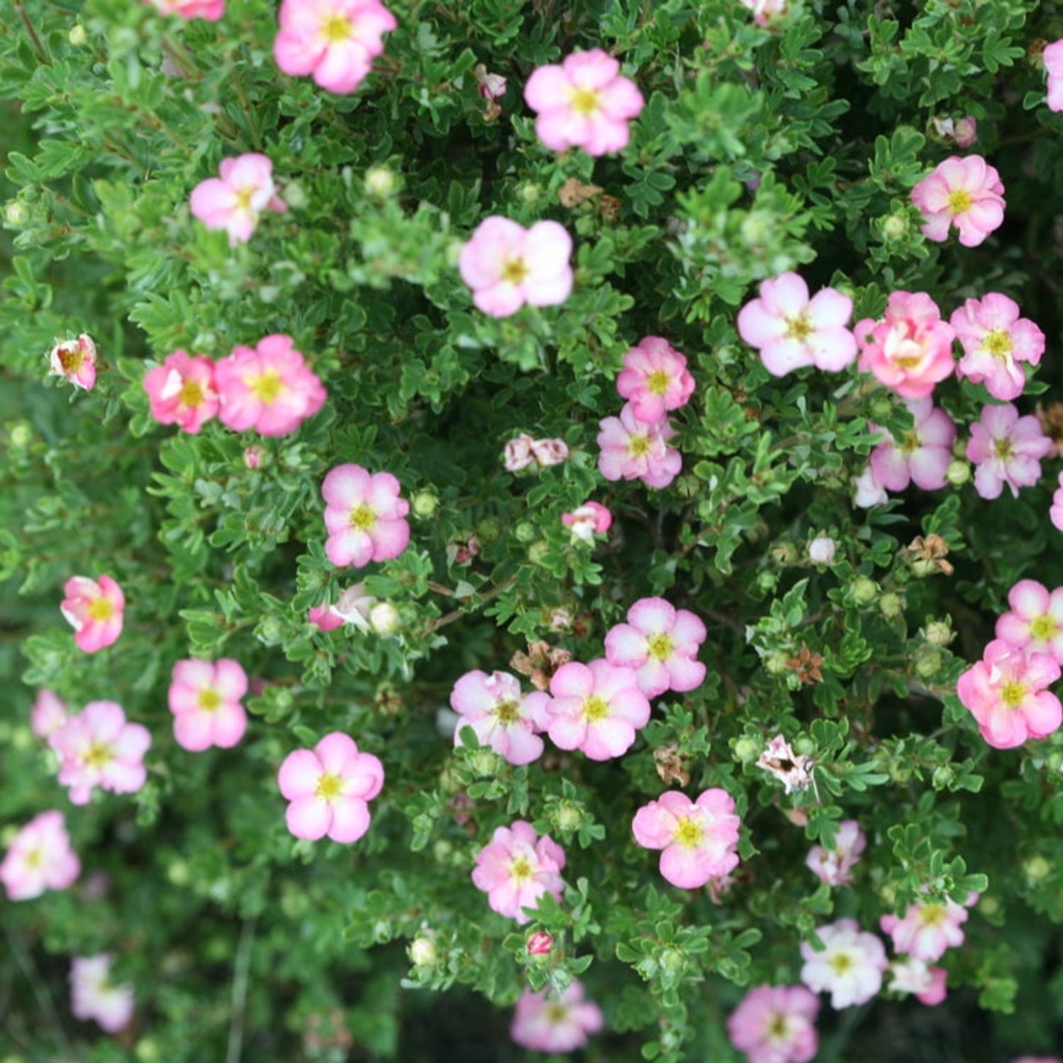 Proven Winners ColorChoice 5" Pink Happy Face Hearts Potentilla Live Plant in 4.5" Pot (4 Count)