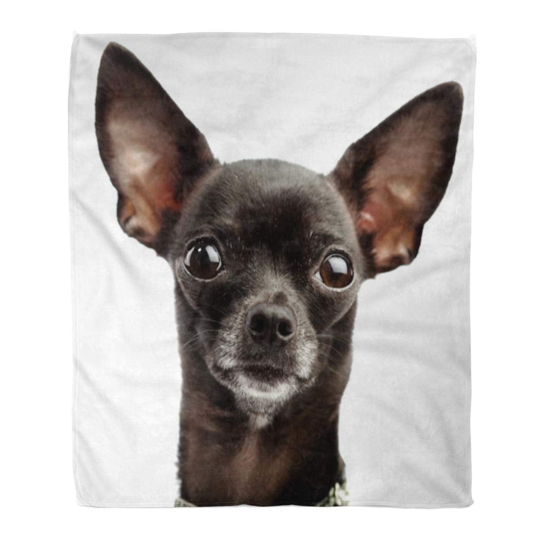 ASHLEIGH Throw Blanket 58x80 Inches Red Dog Funny Black Chihuahua