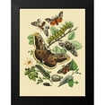 thumbnail image 2 of Kirby, W. F. 12x14 Black Modern Framed Museum Art Print Titled - Moths: E. Versicolora, S. Pyri, S. Carpini, 2 of 5