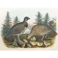 thumbnail image 2 of Daniel Giraud Elliot 24x19 Black Ornate Framed Double Matted Museum Art Print Titled: Spruce Grouse (1865), 2 of 5