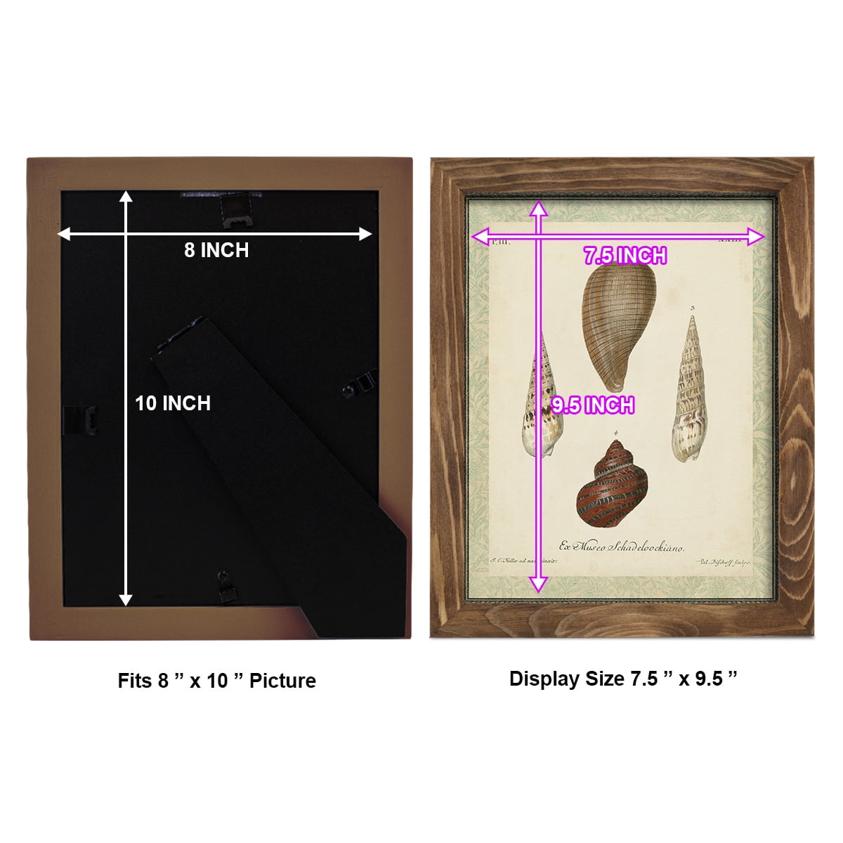 Bookplate Shells V - Framed Print w/glass - Walnut