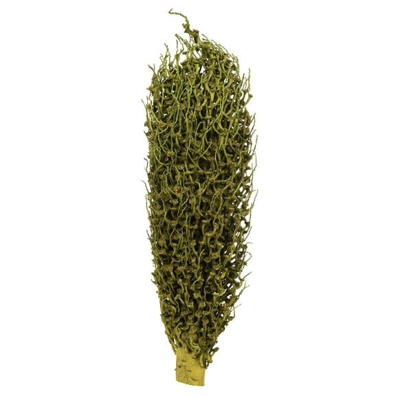 Vickerman 18 x 5" Basil Olympia Seed Pod - Small/Petite, 1 piece, Dried