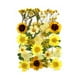 thumbnail image 1 of 30 piezas de flores secas prensadas reales, kit natural a granel de hojas secas para manualidades, Amarillo, 1 of 3