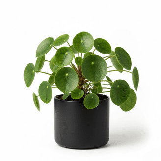 manjula pothos for sale Rare Reverted 2 Color Manjula Pothos Plant, Fully Rooted 2.5" Pot, Epi   Jayme Garden