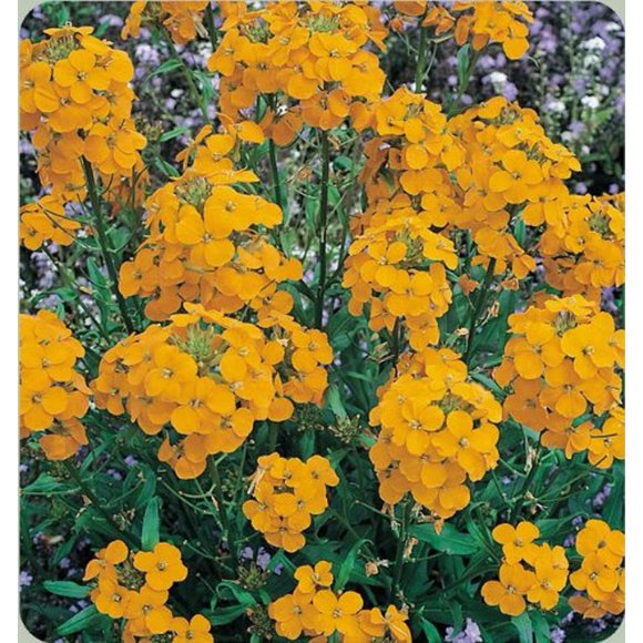 300 ENGLISH Aegean WALLFLOWER Cheiranthus Cheri Seeds