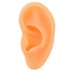 thumbnail image 1 of Ear Model Flexible Educational Simulated Ear Mould Soft Lifelike for Hospital ANGGREK Otros, 1 of 8