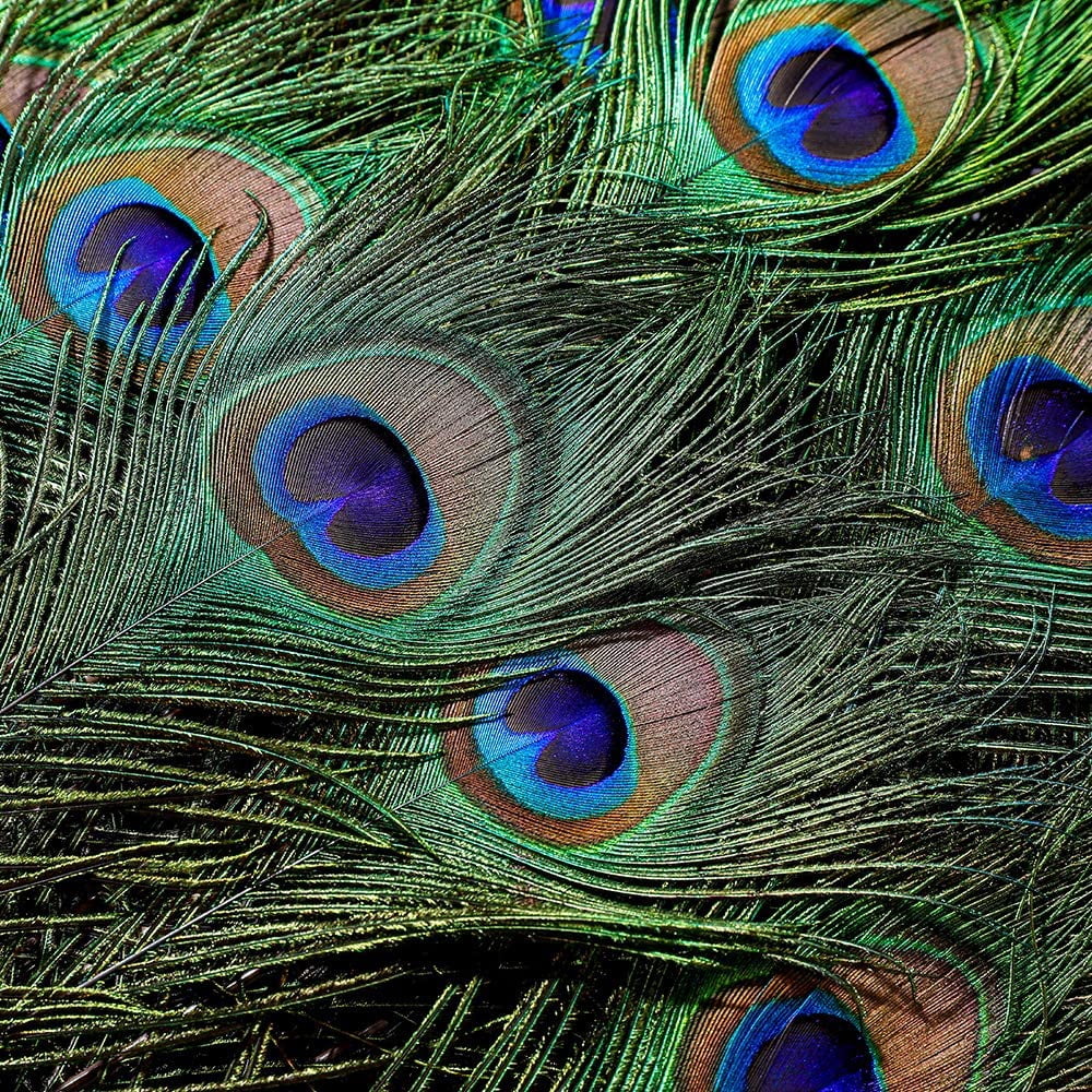 20pcs Natural Long Peacock Feathers 35-40 inch for DIY Craft, Party, Wedding Christmas Decoration and Floral Arrangement