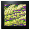 thumbnail image 1 of Reeds Cluster Feather Colour Wallpaper Black Square Frame Picture Wall Tabletop, 1 of 3