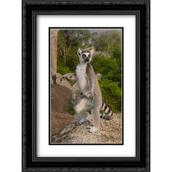 Ring-tailed Lemur male standing upright in the Andringitra Mountains, Madagascar 2x Matted 18x24 Black Ornate Framed Art Print by Oxford, Pete