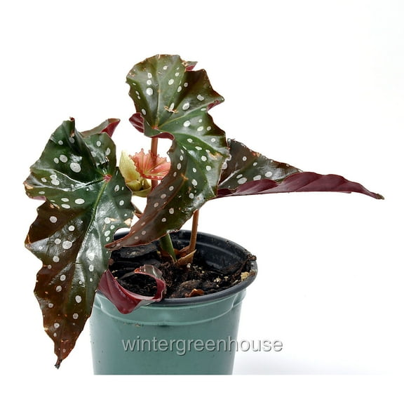 Begonia maculata 'Black Forest', Angelwing Begonia - Pot Size: 3.5in - House Plants