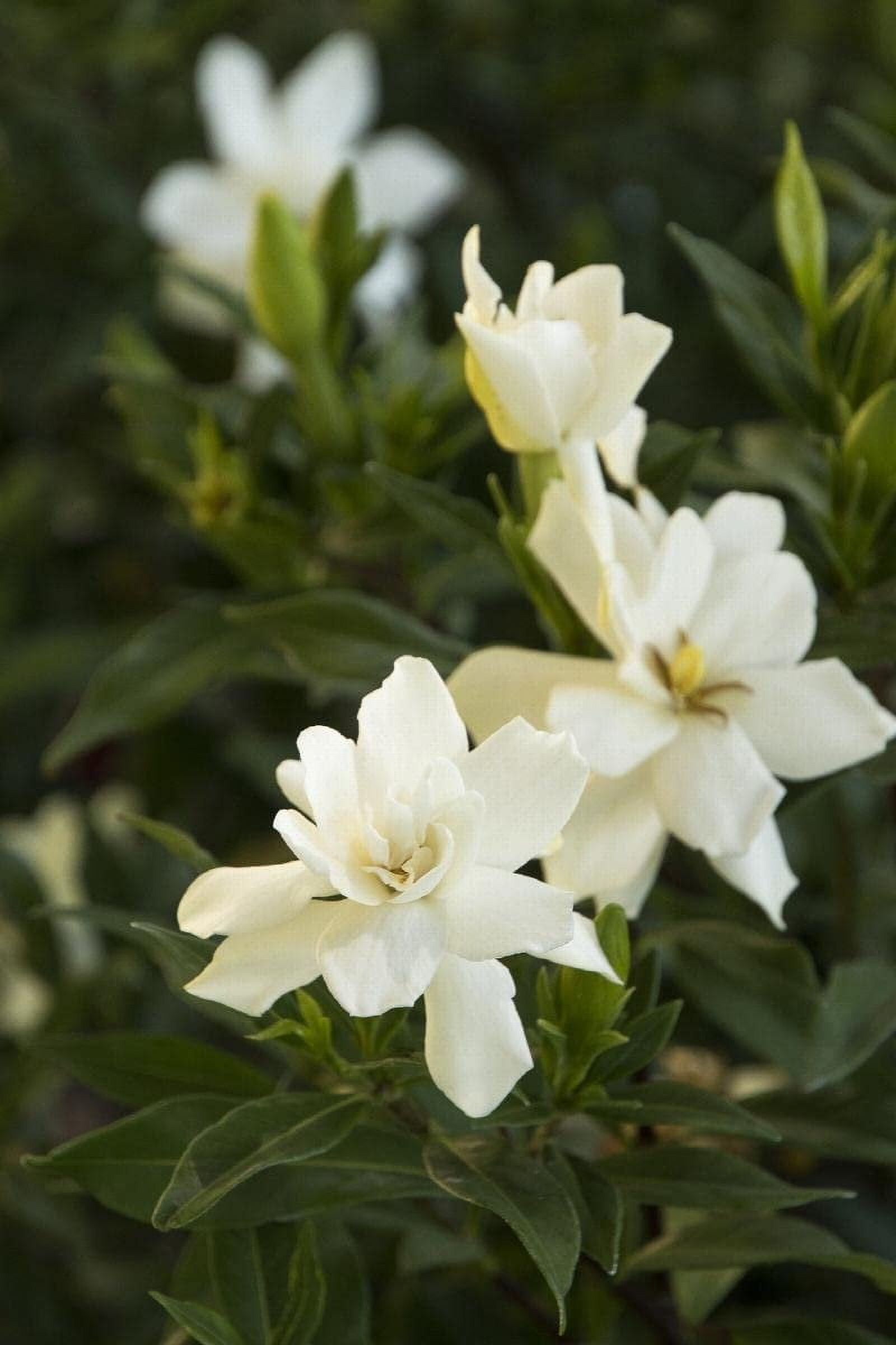 Gardenia Radicans Dwarf  3 Live Plants  Fragrant Blooming Shrub  Gardenia Jasminoides Cape Jasmine