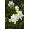 thumbnail image 4 of Gardenia Radicans Dwarf  10 Live Plants  Fragrant Blooming Shrub  Gardenia Jasminoides Cape Jasmine, 4 of 9