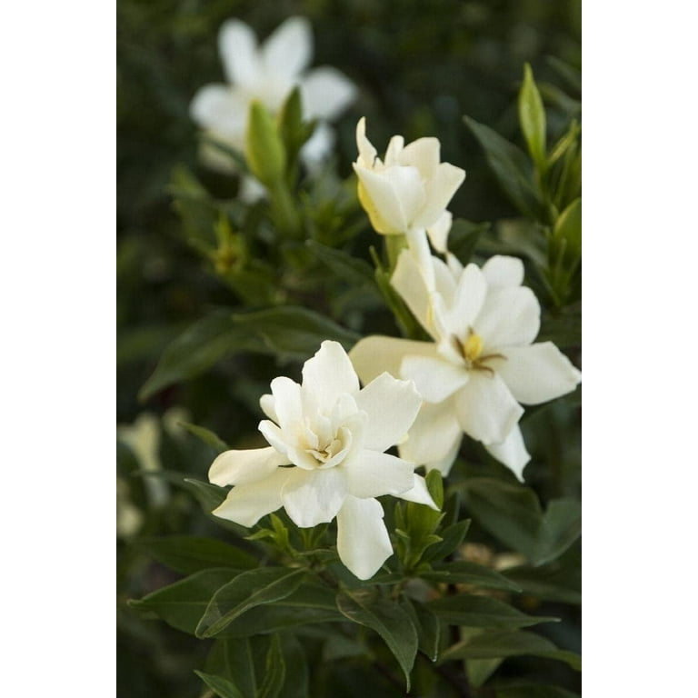 Gardenia Radicans Dwarf 30 Live Plants Fragrant Blooming