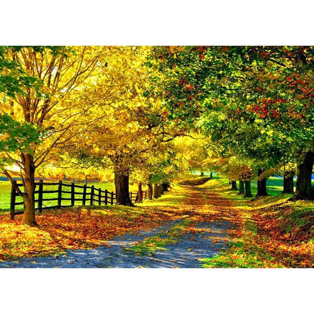 Pintura de diamante (DB5302) Kit de bricolaje Hojas de árbol Camino Cuadro de arte de diamantes de imitación redondo completo 40x50cm Hugtrwg Para estrenar