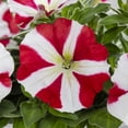 thumbnail image 3 of Amore 2QT Red Yellow Petunia Live Annual Plant Sun 3-Pack, 3 of 7