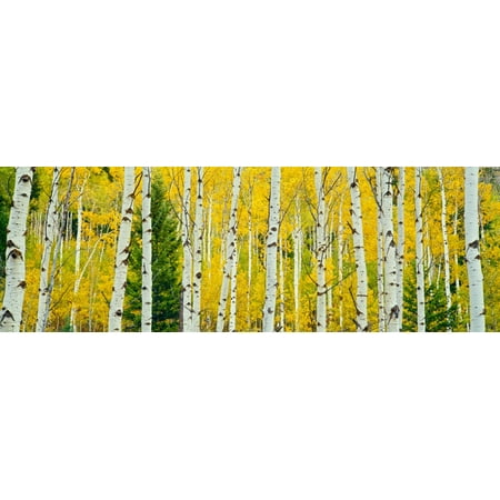 Aspen grove Granite Canyon Trail Grand Teton National Park Wyoming USA Stretched Canvas - Panoramic Images (27 x