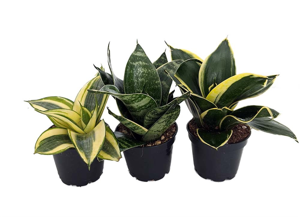 Birdsnest Snake Plant Collection Sanseveria 3 Plants Growing In 2 Pots Walmart