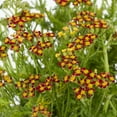 thumbnail image 2 of Better Homes & Gardens 1QT Red Achillea Milly Rock Live Perennial Plant Sun, 2 of 5
