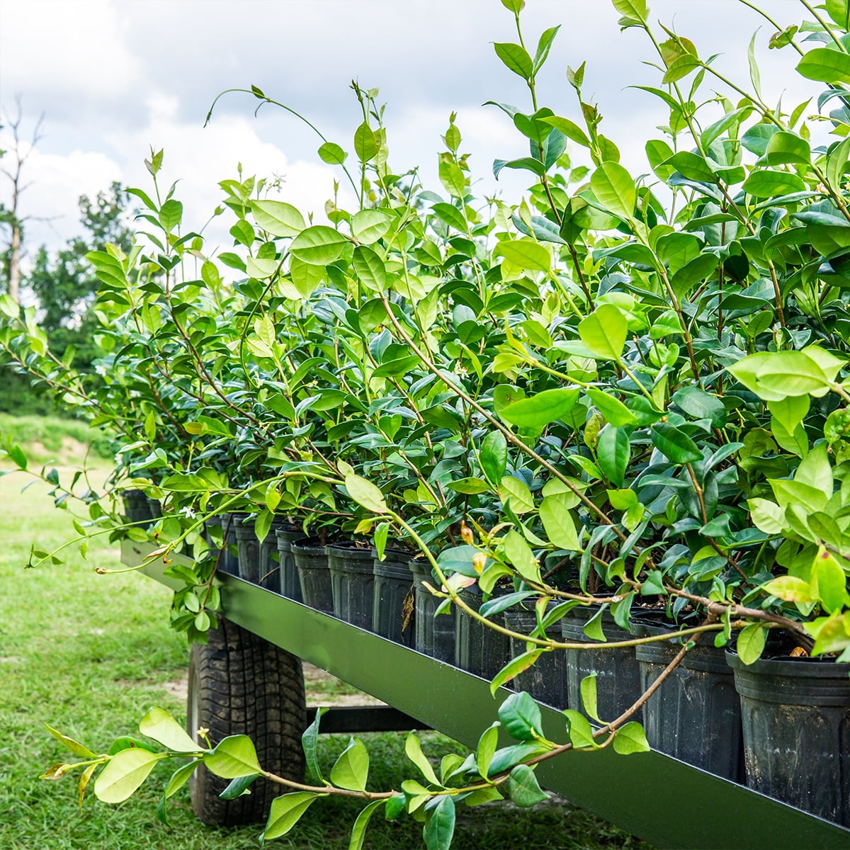 Perfect Plants Nursery Confederate Jasmine