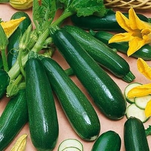 Squash Zucchini Black Beauty Seed Heirloom - 1 (Best Way To Plant Zucchini)