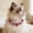 M, variant on WLAGOOD Bling Crystal Rhinestone Pet Decorative Necklace 11-15in Adjustable Stone Pet Jewelry Cute Accessory for Dogs Cats Wedding Parties Holiday Photoshoots & Pet Gifts