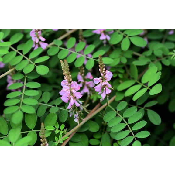 SEED PACK - -20 Seeds True Indigo Rare- Pink Flowers -Great potted Tropical Container Zone 3   -Indigo tinctoria--See Description