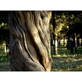 thumbnail image 2 of Bonsai Tree | Chinese Juniper | Seed Grow Kit | The Jonsteen Company, 2 of 3