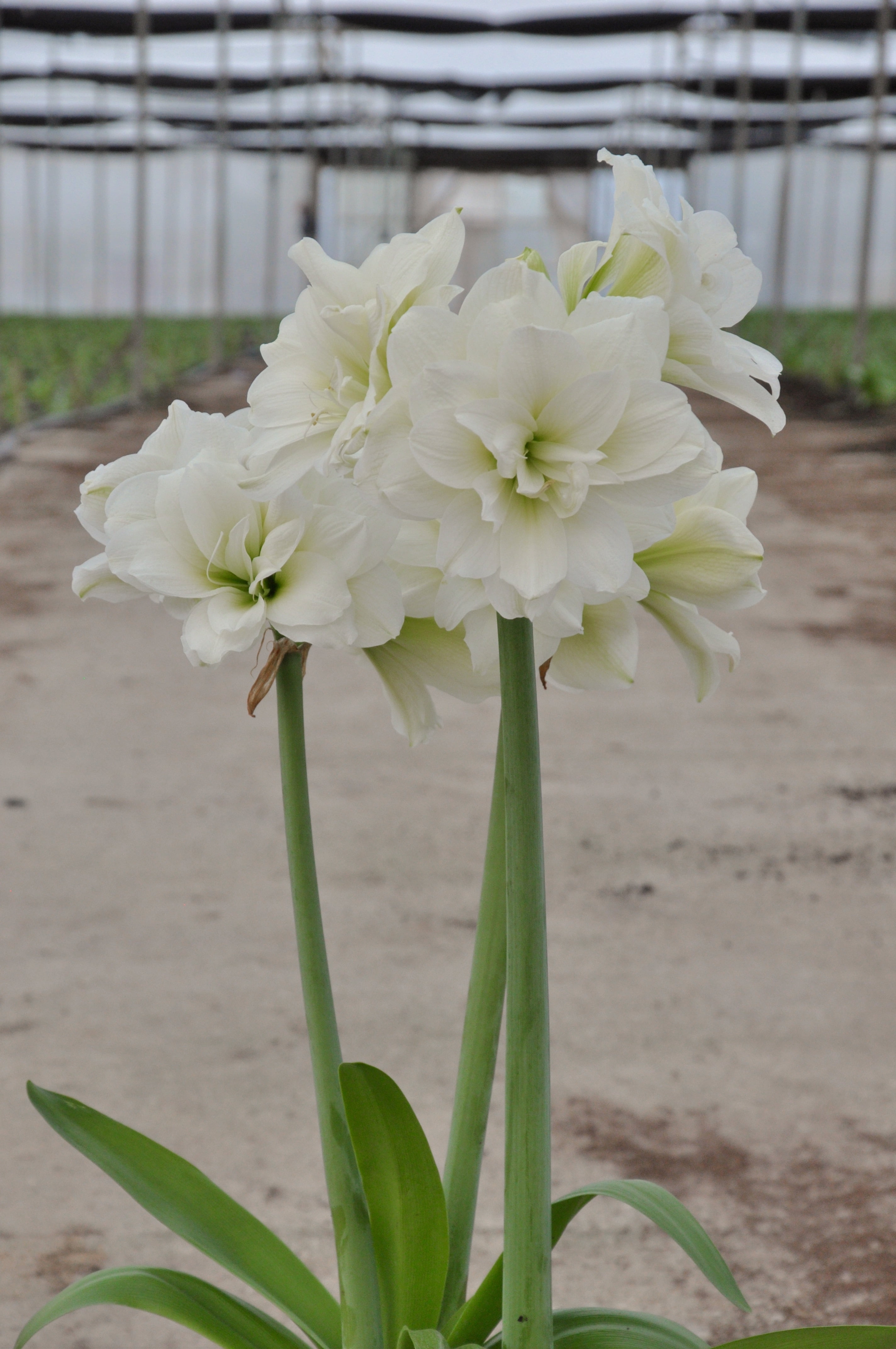 EuroBlooms Amaryllis Marquis, Prepotted Indoor Plants, Double White Blooms, Bright indoor light or filtered sunlight