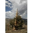 thumbnail image 2 of Flaherty, Dennis 17x24 White Modern Wood Framed Museum Art Print Titled - California, White Mts Ancient bristlecone pine, 2 of 4