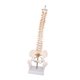 thumbnail image 5 of Spine Model Teaching Aids Learning 17.7inch for School Biological Laboratory, 5 of 5