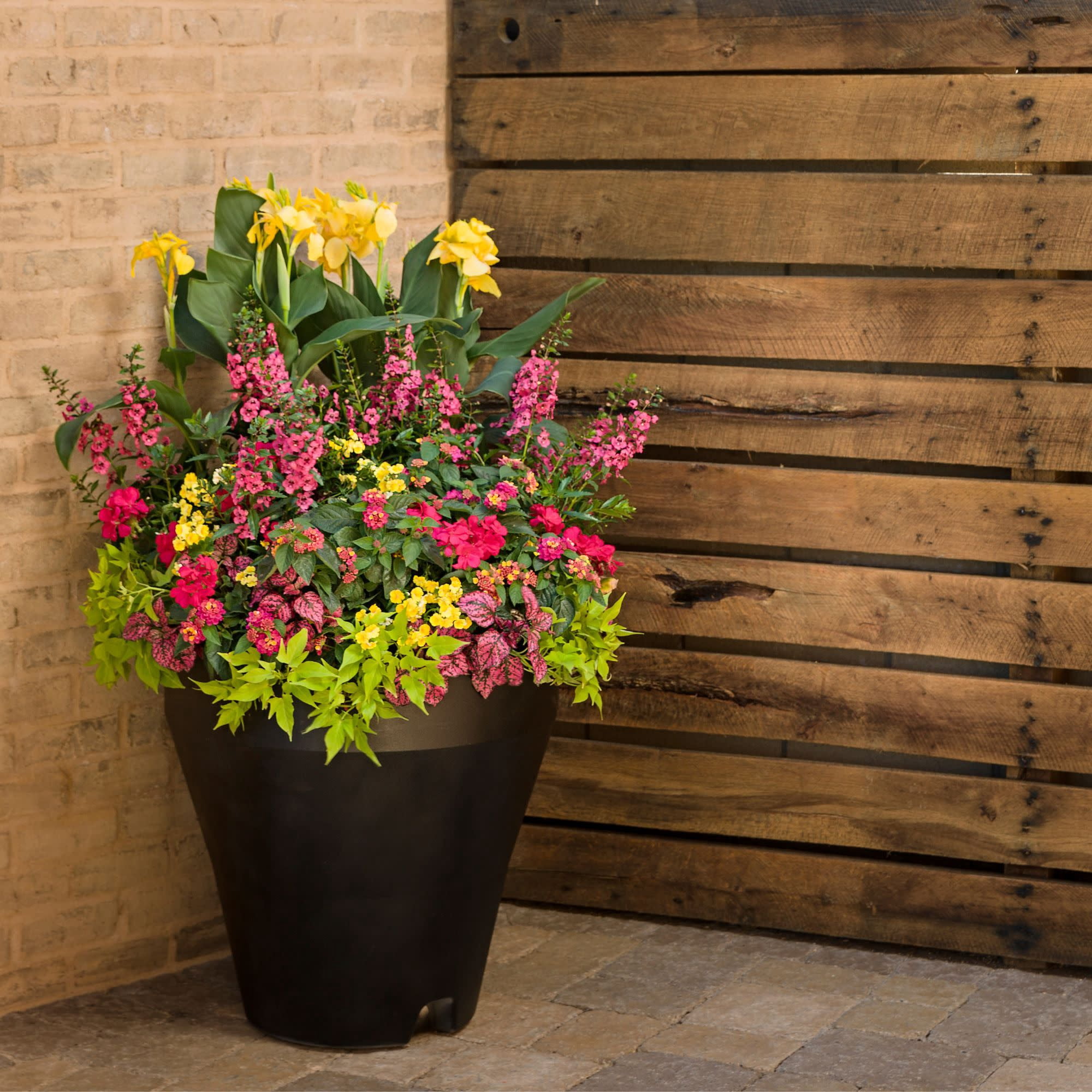 Proven Winners 4" Multicolor Luscious Royale Cosmo Lantana Live Plant in 4.25" Pot (4 Count)