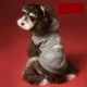 thumbnail image 3 of Ropa Para Perros Otoño E Invierno, 3 of 8