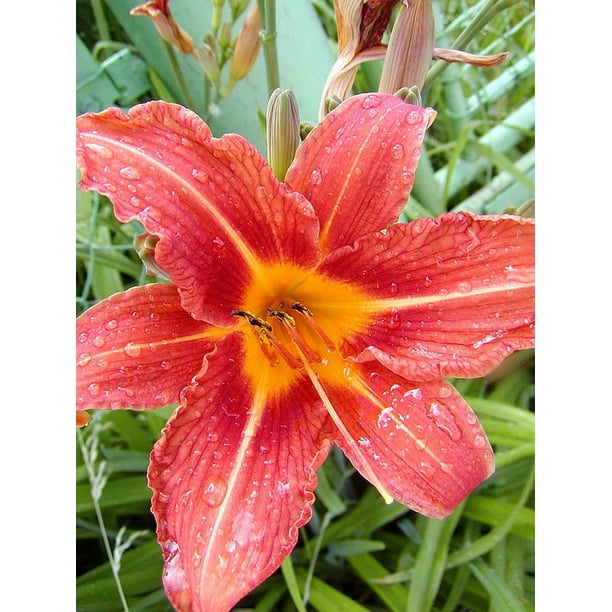Red Orange Garden Dew Lily Flower Drops 12 Inch By 18 Inch Laminated Poster With Bright Colors And Vivid Imagery Fits Perfectly In Many Attractive Frames Walmart Com Walmart Com Red Orange Garden Dew Lily Flower Drops 12 Inch By 18 Inch Laminated Poster With Bright Colors And Vivid Imagery Fits Perfectly In Many Attractive Frames Walmart Com Walmart Com