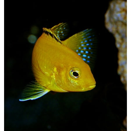 LAMINATED POSTER Yellow Blue Labidochromis Fish African Cichlid Fin Poster Print 24 x