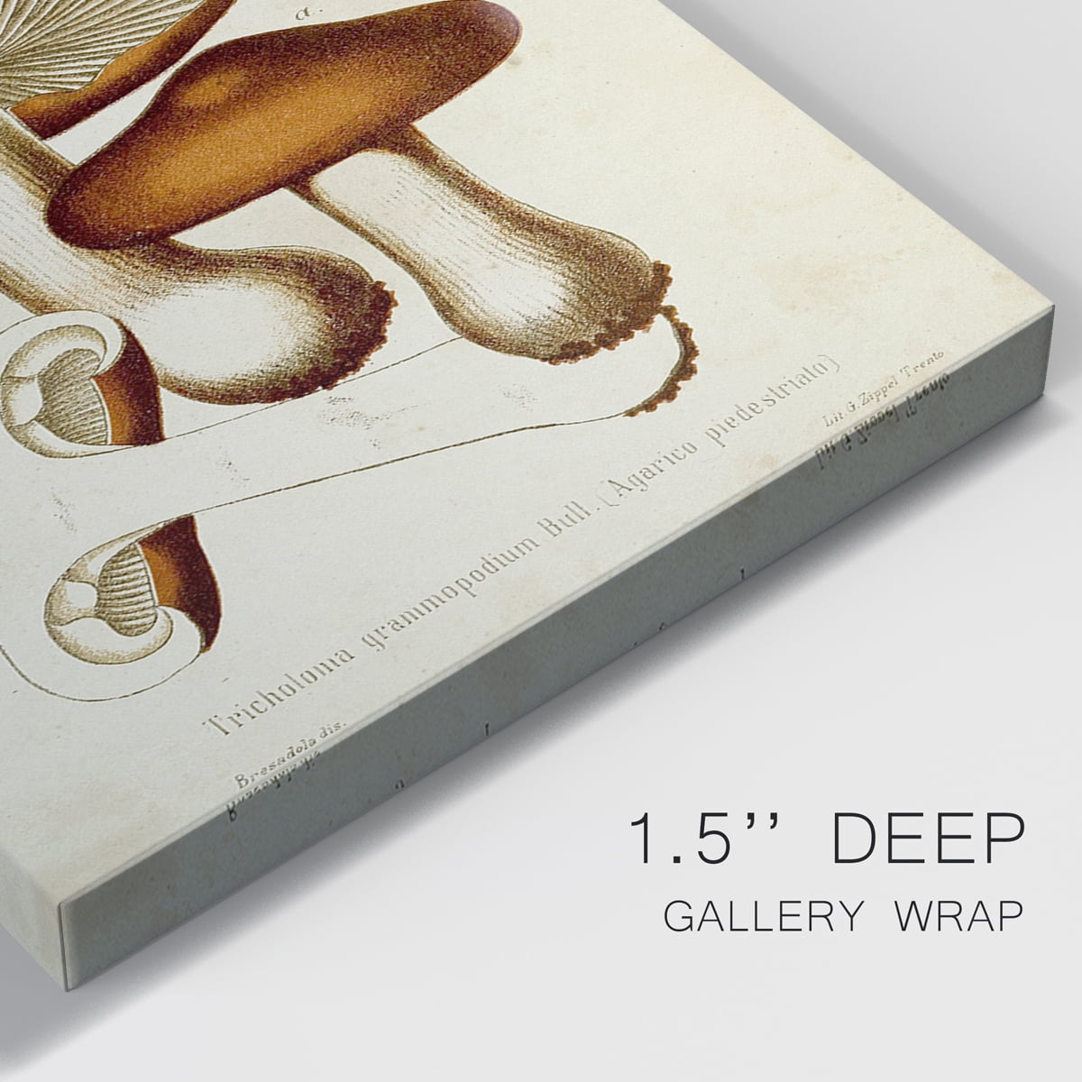 Mushroom Varieties VI Premium Gallery Wrapped Canvas - Ready to Hang - 40 x 60 Each