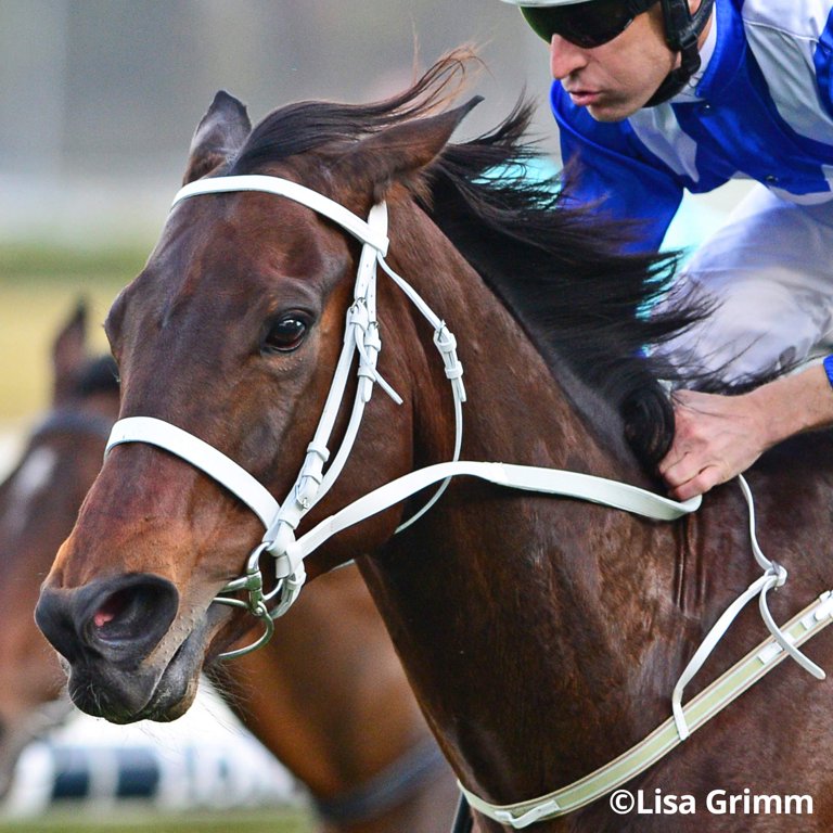 Breyer Horses Traditional Series Winx | Australian Racehorse