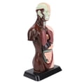 thumbnail image 1 of Human Body Model, Lifelike Anatomy Figure 3D Study Tools  for Science Classroom for Students, 1 of 7